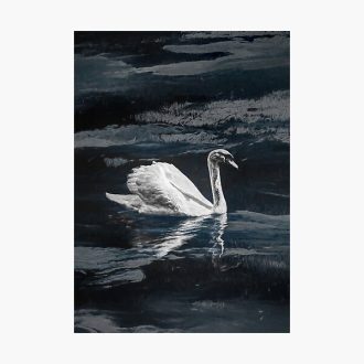 Swan in lake